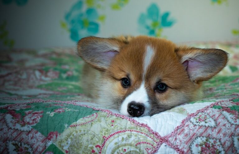 99exch Review: In‑Depth Analysis of India’s Premier Digital Exchange Platform